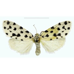 /filer/webapps/moths/media/images/B/bezborodovi_Siccia_PTF_RMBH.jpg