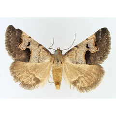 /filer/webapps/moths/media/images/A/arvorum_Baniana_AM_TMSA_02.jpg