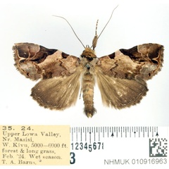 /filer/webapps/moths/media/images/D/diagonalis_Oglasa_AM_BMNH.jpg