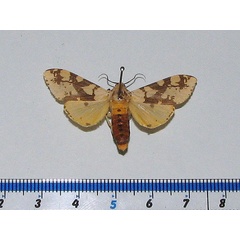 /filer/webapps/moths/media/images/B/bifurca_Afraloa_A_Goff_02.jpg