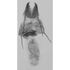 /filer/webapps/moths/media/images/F/fuscifrontia_Sesamia_GF_MNHN_121.jpg