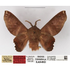/filer/webapps/moths/media/images/A/axividia_Opisthodontia_HT_NHMUK.jpg