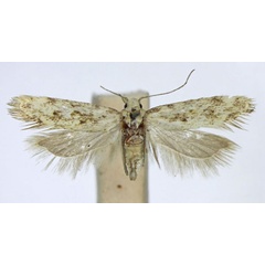 /filer/webapps/moths/media/images/D/diversa_Scrobipalpa_AF_TMSA_02.jpg