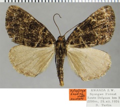 /filer/webapps/moths/media/images/A/anodina_Xylopteryx_HT_ZSMa.jpg