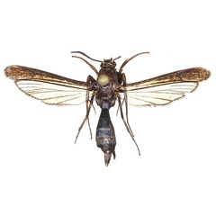/filer/webapps/moths/media/images/M/murzini_Similipepsis_HT_COGMa.jpg
