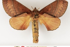 Stoermeriana amblycalymma