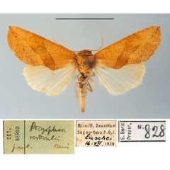 /filer/webapps/moths/media/images/V/verticalis_Arcyophora_PT_MSNM.jpg