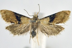 Eupoecilia kruegeriana
