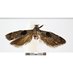 /filer/webapps/moths/media/images/A/atricordis_Trichotaphe_HTM_NHMUK.jpg