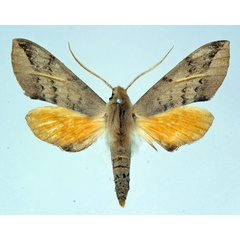 /filer/webapps/moths/media/images/M/maculalis_Malgassoclanis_AM_Basquin_01.jpg