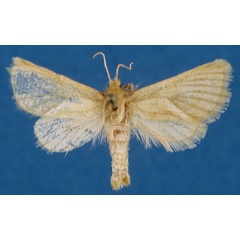 /filer/webapps/moths/media/images/A/arcifera_Mountelgonia_AF_Lehmann_01.jpg