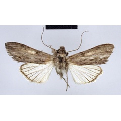 /filer/webapps/moths/media/images/S/simplex_Cucullia_HT_ZMHB.jpg