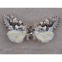 /filer/webapps/moths/media/images/T/tessellata_Salagena_A_Butler.JPG
