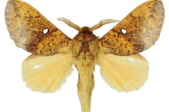 Hypotrabala argenteoguttata