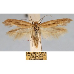 /filer/webapps/moths/media/images/O/ochrosuffusella_Haploscythris_HT_TMSA_rWoX7v5.jpg