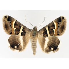 /filer/webapps/moths/media/images/S/stolida_Grammodes_AM_TMSA_02.jpg