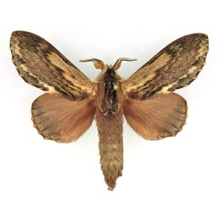 /filer/webapps/moths/media/images/L/lanceolata_Lasiocesa_AM_Ihle_02.jpg