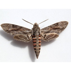 /filer/webapps/moths/media/images/C/convolvuli_Agrius_A_Goff_01.jpg