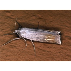 /filer/webapps/moths/media/images/C/chrysographellus_Ancylolomia_A_Roland_01.jpg