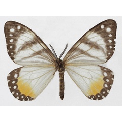 /filer/webapps/moths/media/images/H/hesperia_Otroeda_AM_Basquin_02b.jpg