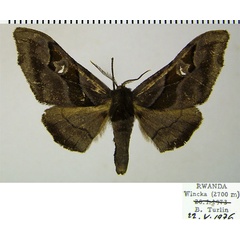 /filer/webapps/moths/media/images/F/fasciata_Gongropteryx_AM_ZSM_01a.jpg