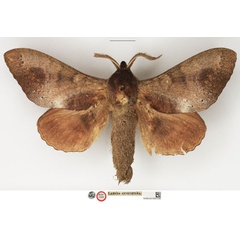 /filer/webapps/moths/media/images/C/cuneilinea_Lebeda_HT_NHMUK.jpg