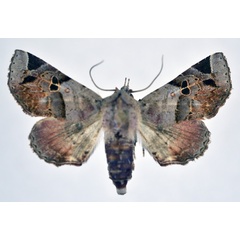 /filer/webapps/moths/media/images/M/mima_Atacira_AF_NHMO.jpg