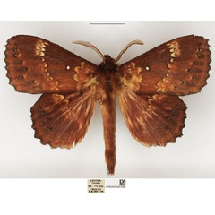 /filer/webapps/moths/media/images/S/spargata_Philotherma_AM_NHMUK.jpg