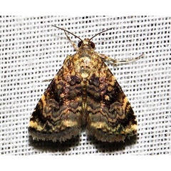 /filer/webapps/moths/media/images/A/apicalis_Ozarba_A_Braun_05.jpg