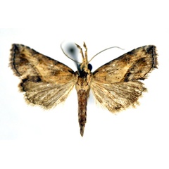 /filer/webapps/moths/media/images/A/antistropha_Zekelita_A_NHMO.jpg