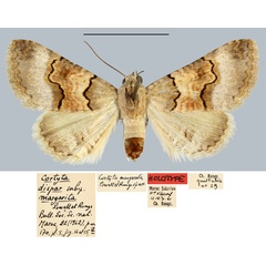 /filer/webapps/moths/media/images/M/margarita_Cortyta_HT_MNHN.jpg