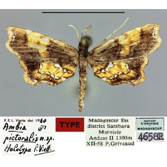 /filer/webapps/moths/media/images/P/pictoralis_Ambia_HT_MNHN.jpg