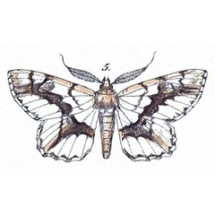 /filer/webapps/moths/media/images/T/tulbaghata_Boarmia_HT_Felder_1875_125-5.jpg