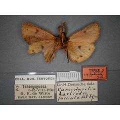 /filer/webapps/moths/media/images/F/fasciata_Carcinarctia_HT_RMCA_02.jpg