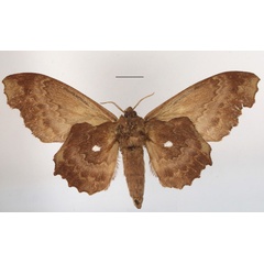 /filer/webapps/moths/media/images/C/cinerascens_Mimiopacha_AF_MGCLb_01.JPG