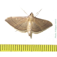 /filer/webapps/moths/media/images/A/admixtalis_Bradina_A_Bippus.jpg