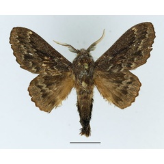 /filer/webapps/moths/media/images/O/obscura_Cymatopacha_AM_Basquin_01.jpg