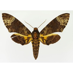 /filer/webapps/moths/media/images/N/nigrescens_Coelonia_AT_Basquin.jpg