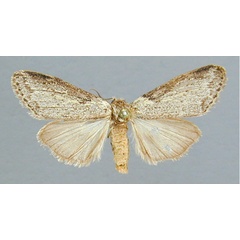 /filer/webapps/moths/media/images/I/impeditus_Stenostaura_A_RMCA_02.jpg