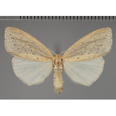 /filer/webapps/moths/media/images/F/fracta_Laelia_AF_Fiebig.jpg