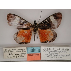 /filer/webapps/moths/media/images/O/orientalis_Aegocera_HT_RMCA_01.jpg