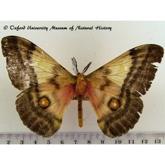 /filer/webapps/moths/media/images/F/fuelleborniana_Ubaena_A_OUMNH_01.jpg