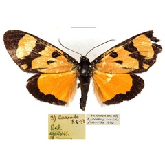 /filer/webapps/moths/media/images/Z/zenkeri_Heraclia_AM_RBINS.jpg
