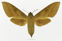 /filer/webapps/moths/media/images/T/tessmanni_Theretra_AF_Basquina.jpg