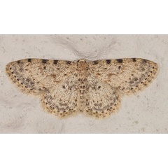 /filer/webapps/moths/media/images/N/nigrinotata_Scopula_A_Heyns_02.jpg