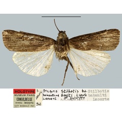 /filer/webapps/moths/media/images/B/babaulti_Stilbotis_HT_MNHN.jpg