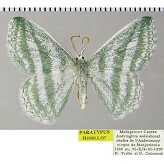 /filer/webapps/moths/media/images/H/hispida_Epigelasma_PTM_ZSM.jpg