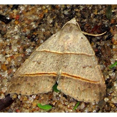 /filer/webapps/moths/media/images/L/laniata_Plecoptera_A_Braun_09.jpg