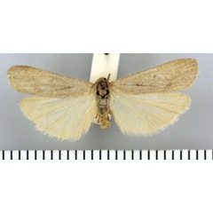 /filer/webapps/moths/media/images/P/pallens_Entephrilema_PTF_TMSA.jpg