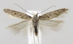 /filer/webapps/moths/media/images/T/traganella_Scrobipalpa_AM_ZMHB_01.jpg